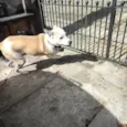 Lili