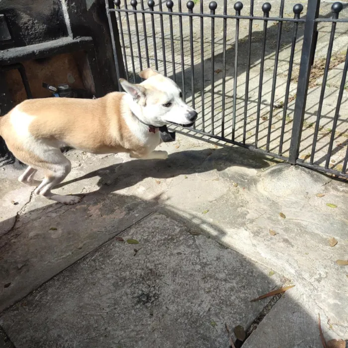 Cachorro raça SRD-ViraLata idade 1 ano nome Lili