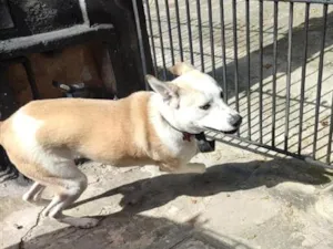 Cachorro raça SRD-ViraLata idade 1 ano nome Lili