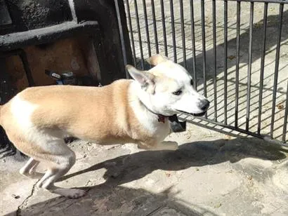 Cachorro raça SRD-ViraLata idade 1 ano nome Lili