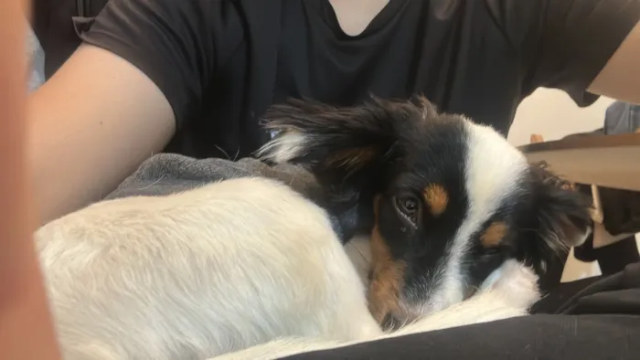 Cachorro raça SRD-ViraLata idade 1 ano nome Marvin