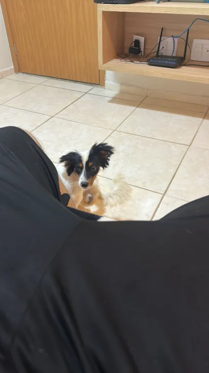 Cachorro raça SRD-ViraLata idade 1 ano nome Marvin