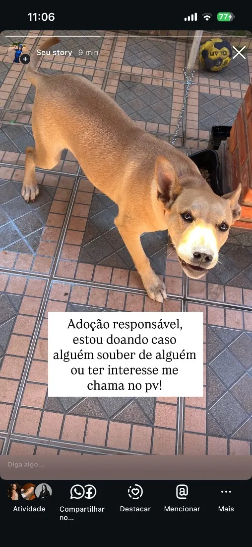 Cachorro raça SRD-ViraLata idade 7 a 11 meses nome Mel