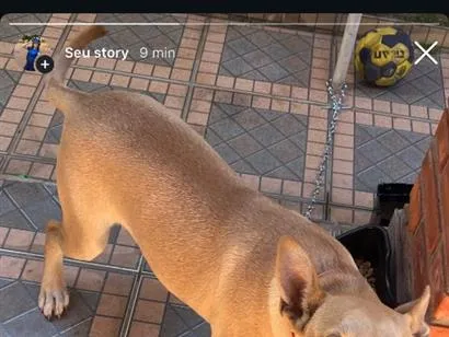 Cachorro raça SRD-ViraLata idade 7 a 11 meses nome Mel