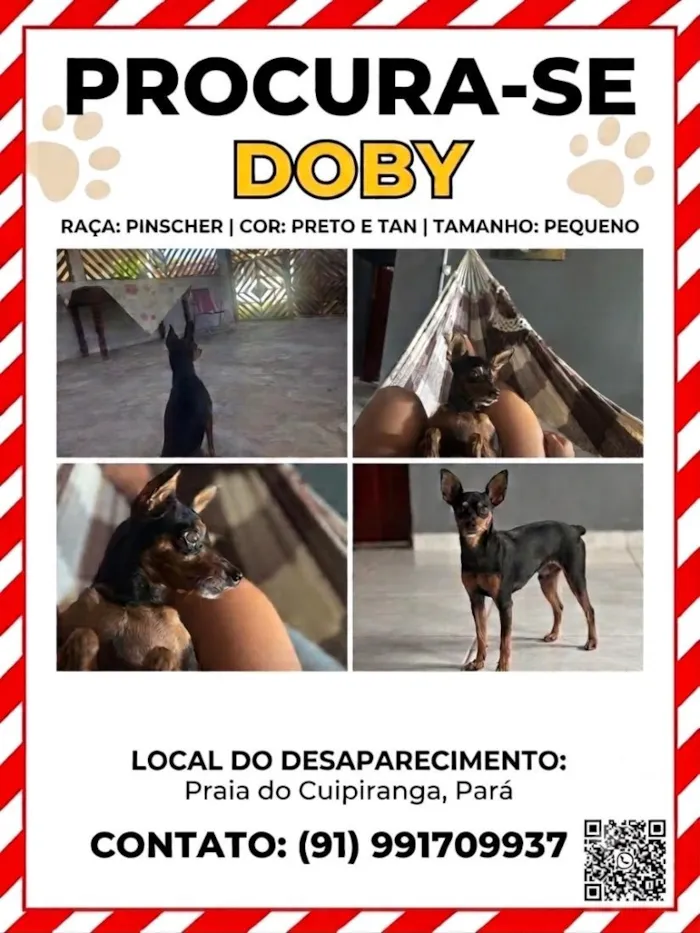 Cachorro raça Pinscher idade 6 ou mais anos nome Doby