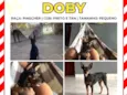 Doby