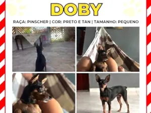 Cachorro raça Pinscher idade 6 ou mais anos nome Doby