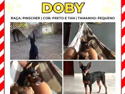Cachorro raça Pinscher idade 6 ou mais anos nome Doby