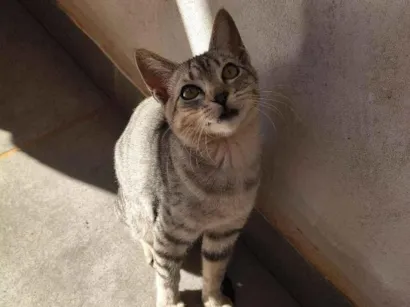 Gato raça SRD-ViraLata idade 2 a 6 meses nome Lady