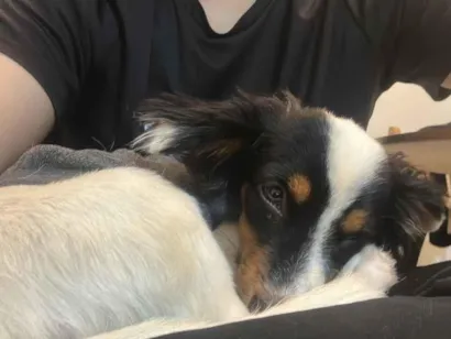 Cachorro raça SRD-ViraLata idade 1 ano nome Marvin