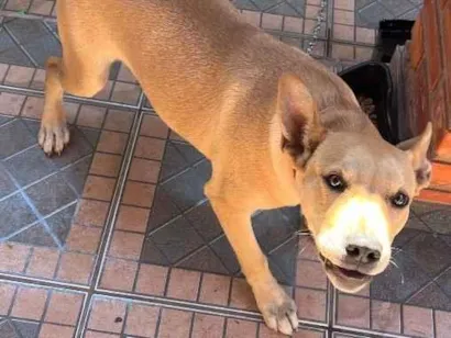 Cachorro raça SRD-ViraLata idade 7 a 11 meses nome Mel