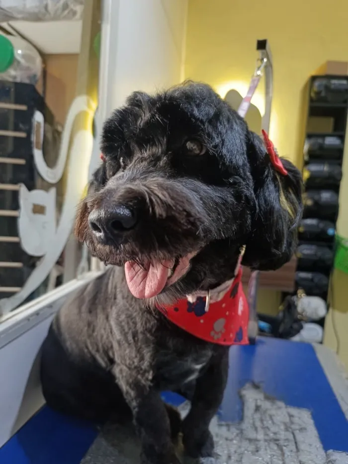 Cachorro raça Poodle idade 6 ou mais anos nome Luna 