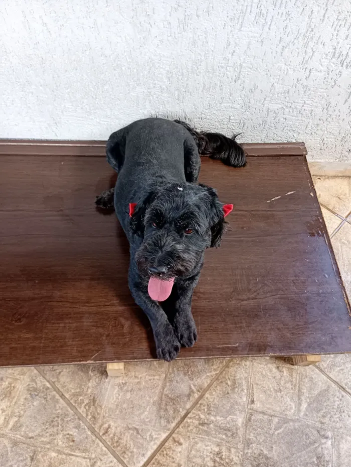 Cachorro raça Poodle idade 6 ou mais anos nome Luna 