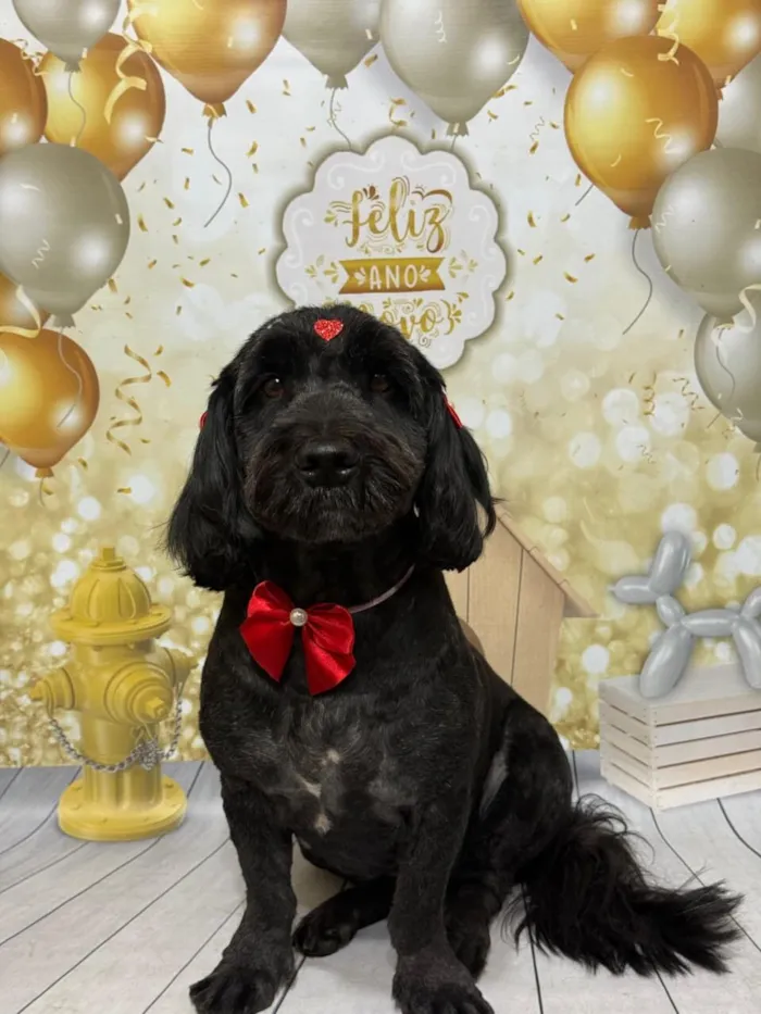 Cachorro raça Poodle idade 6 ou mais anos nome Luna 