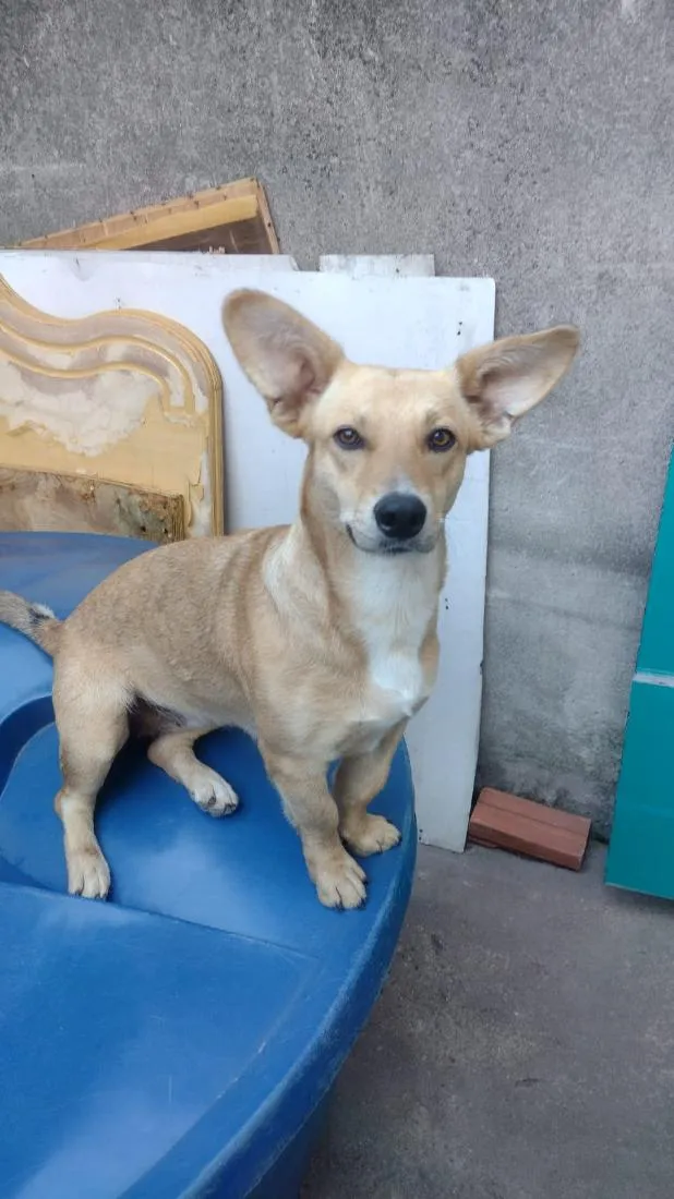Cachorro raça SRD-ViraLata idade 2 anos nome Lilit