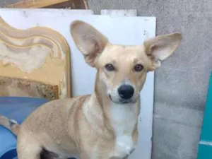 Cachorro raça SRD-ViraLata idade 2 anos nome Lilit