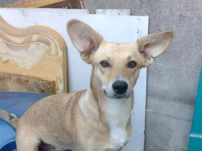 Cachorro raça SRD-ViraLata idade 2 anos nome Lilit