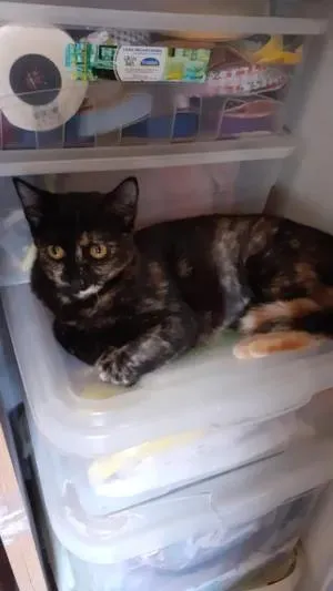 Gato raça SRD-ViraLata idade 7 a 11 meses nome Mimi e Jurema