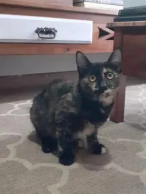 Gato raça SRD-ViraLata idade 7 a 11 meses nome Mimi e Jurema