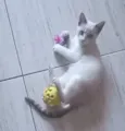Mimi e Jurema