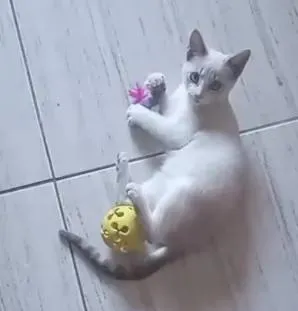 Gato raça SRD-ViraLata idade 7 a 11 meses nome Mimi e Jurema
