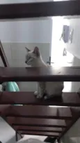 Mimi e Jurema