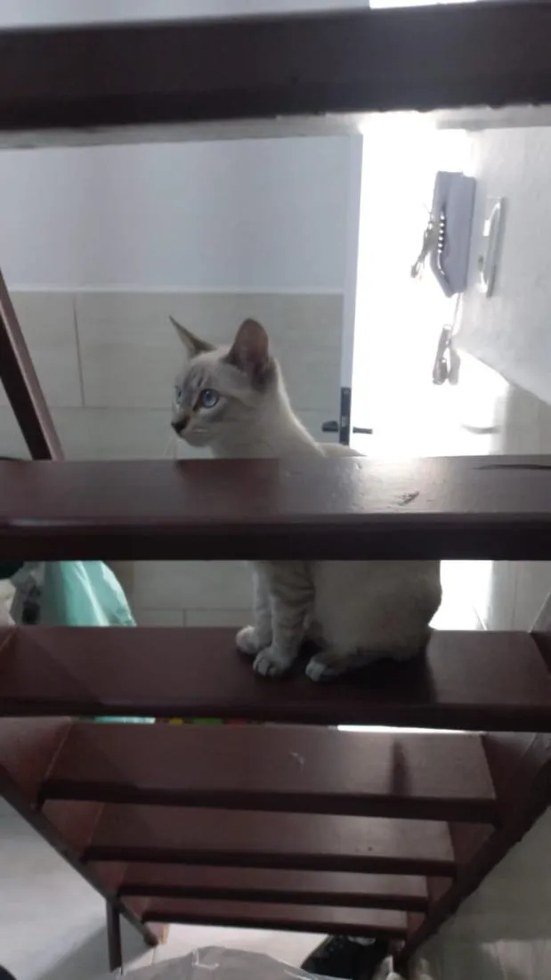 Gato raça SRD-ViraLata idade 7 a 11 meses nome Mimi e Jurema