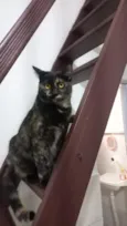 Mimi e Jurema