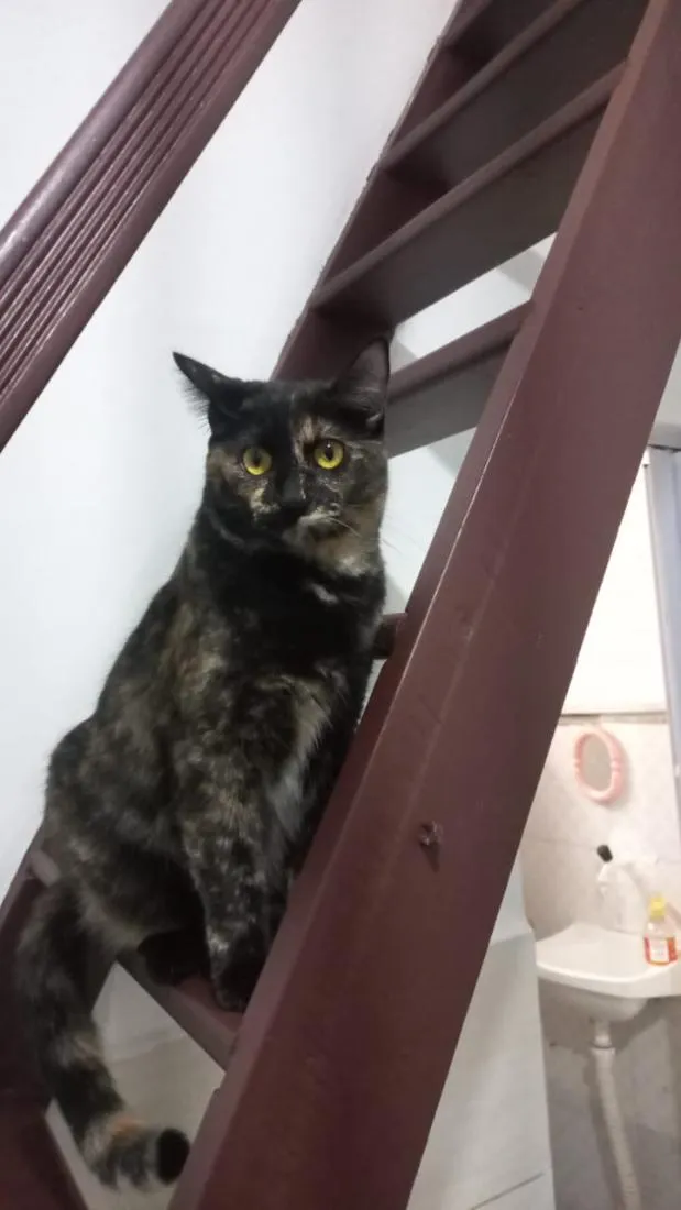 Gato raça SRD-ViraLata idade 7 a 11 meses nome Mimi e Jurema