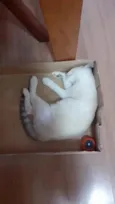 Mimi e Jurema
