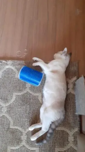 Gato raça SRD-ViraLata idade 7 a 11 meses nome Mimi e Jurema