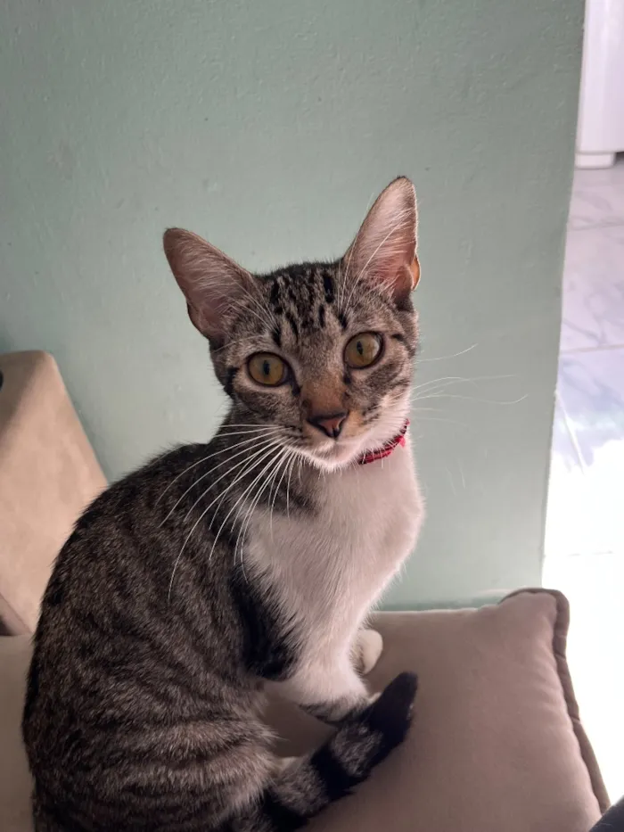Gato raça SRD-ViraLata idade 7 a 11 meses nome Sara