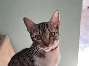 Gato raça SRD-ViraLata idade 7 a 11 meses nome Sara