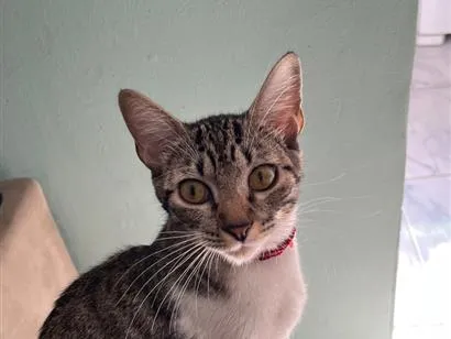 Gato raça SRD-ViraLata idade 7 a 11 meses nome Sara