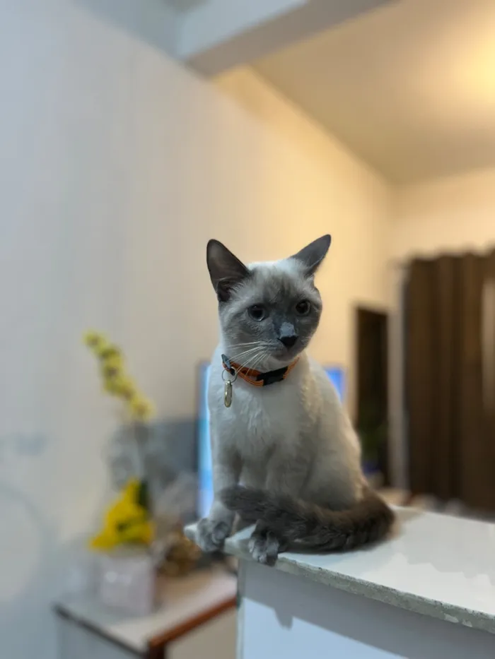 Gato raça Siamês idade 2 a 6 meses nome Jade