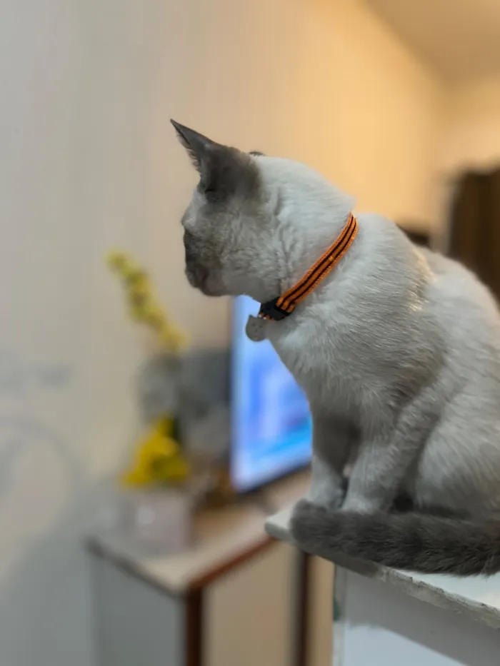 Gato raça Siamês idade 2 a 6 meses nome Jade