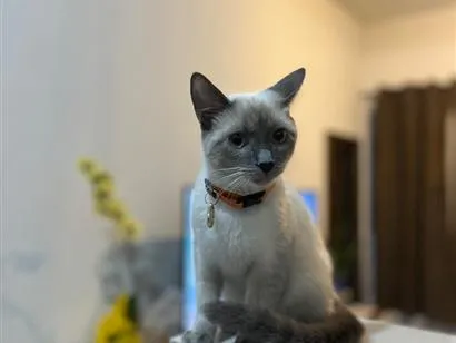 Gato raça Siamês idade 2 a 6 meses nome Jade