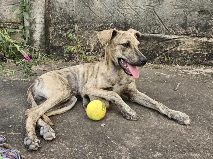 Cachorro raça SRD-ViraLata idade 7 a 11 meses nome tigre