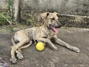 Cachorro raça SRD-ViraLata idade 7 a 11 meses nome tigre