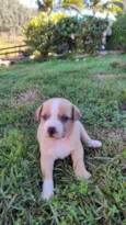 rex