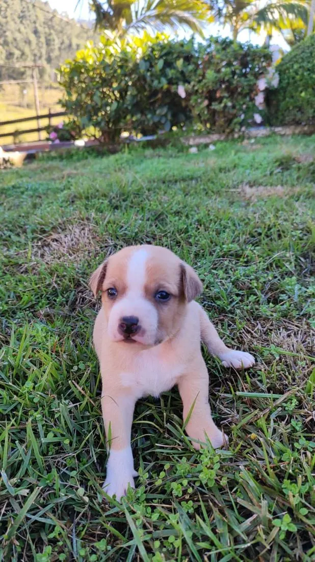 Cachorro raça SRD-ViraLata idade Abaixo de 2 meses nome rex