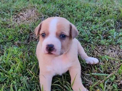 Cachorro raça SRD-ViraLata idade Abaixo de 2 meses nome rex