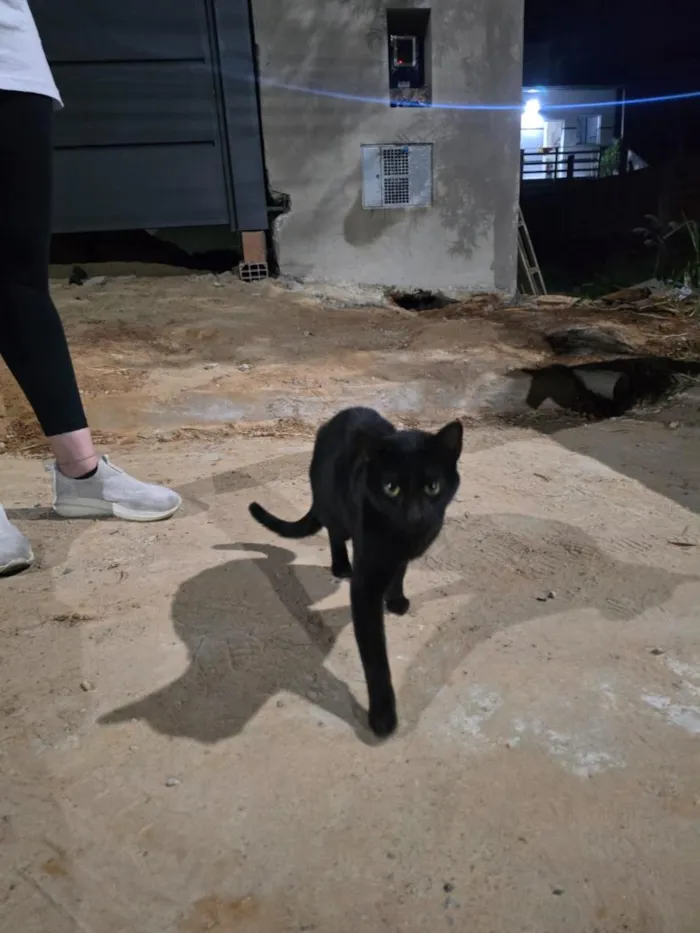 Gato raça SRD-ViraLata idade 1 ano nome Banguela