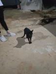 Banguela