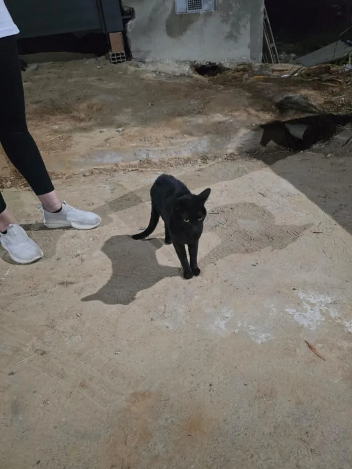 Gato raça SRD-ViraLata idade 1 ano nome Banguela