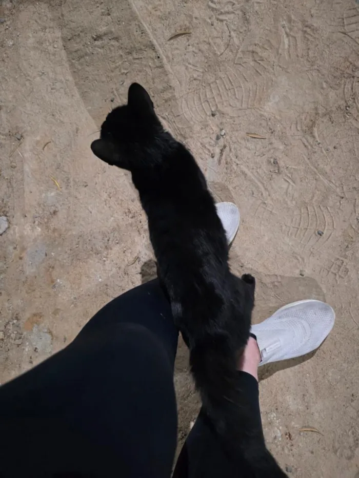 Gato raça SRD-ViraLata idade 1 ano nome Banguela