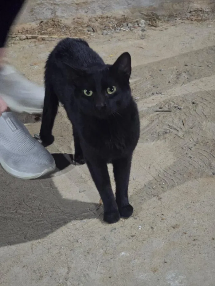 Gato raça SRD-ViraLata idade 1 ano nome Banguela