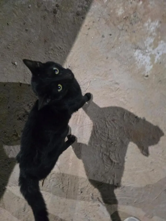 Gato raça SRD-ViraLata idade 1 ano nome Banguela