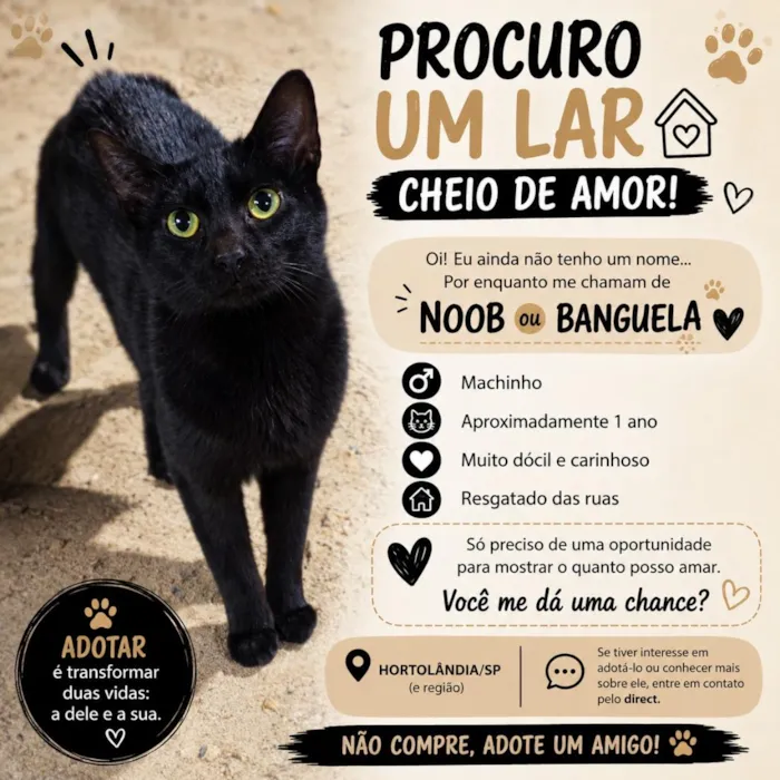 Gato raça SRD-ViraLata idade 1 ano nome Banguela