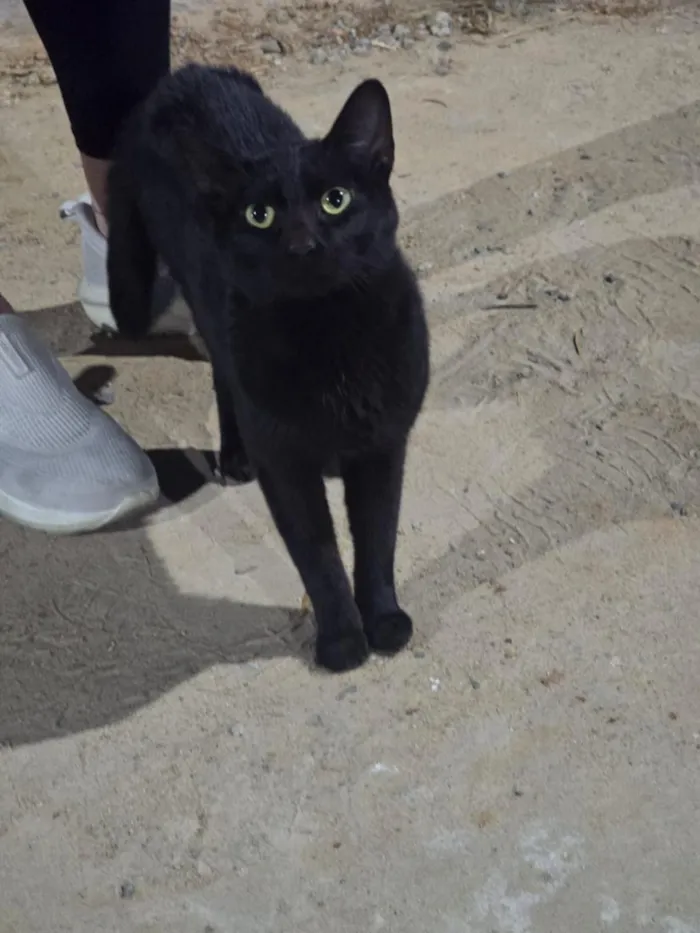 Gato raça SRD-ViraLata idade 1 ano nome Banguela